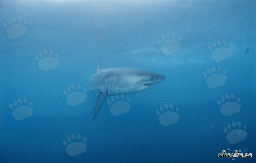Depredador Majestuoso: El Gran Tiburón Blanco