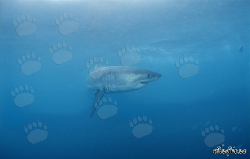Majestic Predator: The Great White Shark