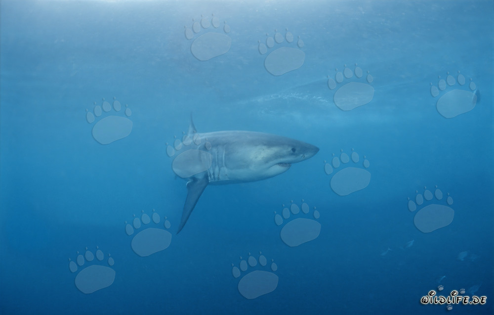 Majestätischer Raubfisch: Der Weiße Hai