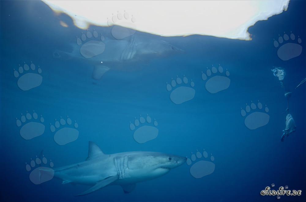 Great White shark reflecting on the water surface