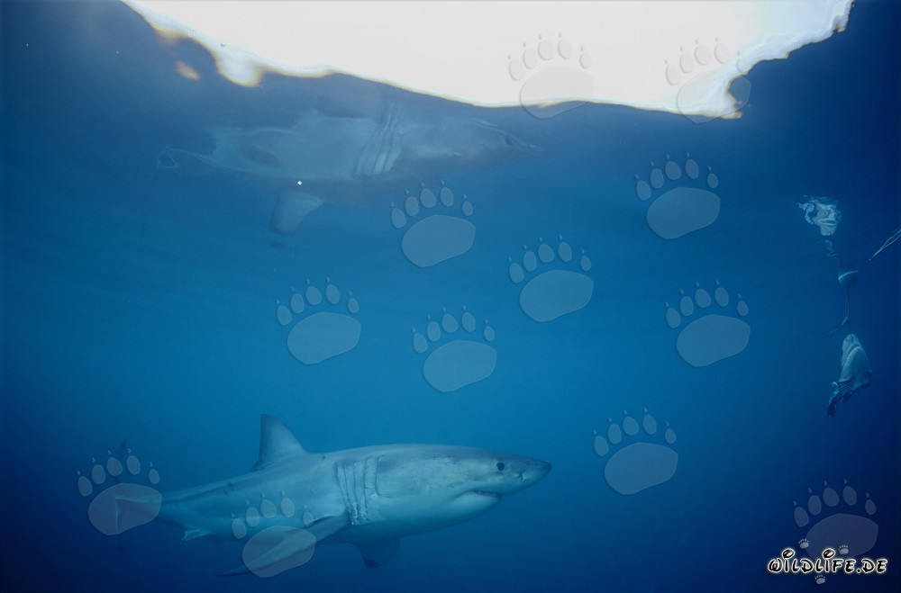 Grand requin blanc se reflétant à la surface de l'eau