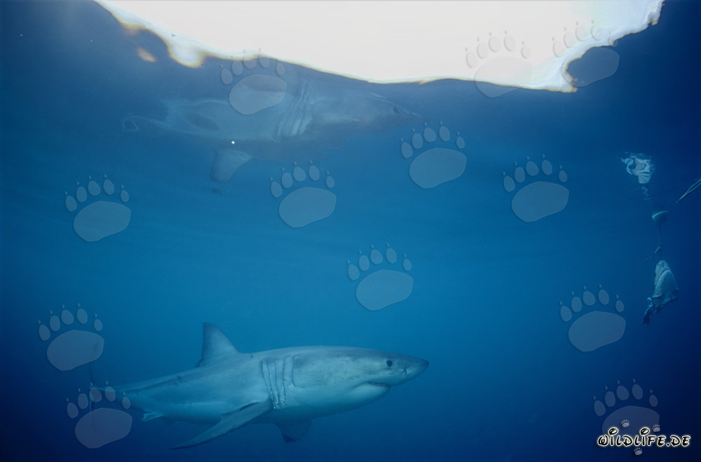 Grande squalo bianco che si riflette sulla superficie dell'acqua