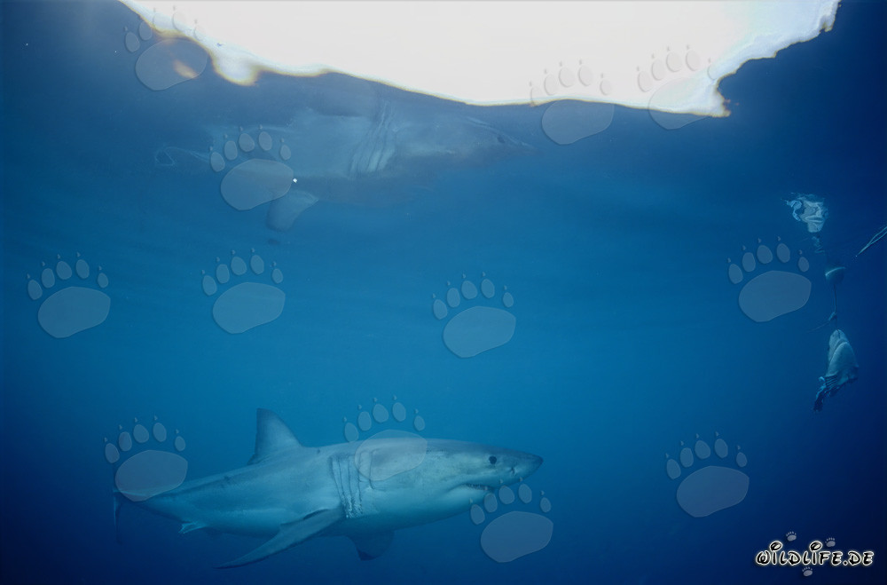 Gran tiburón blanco reflejándose en la superficie del agua