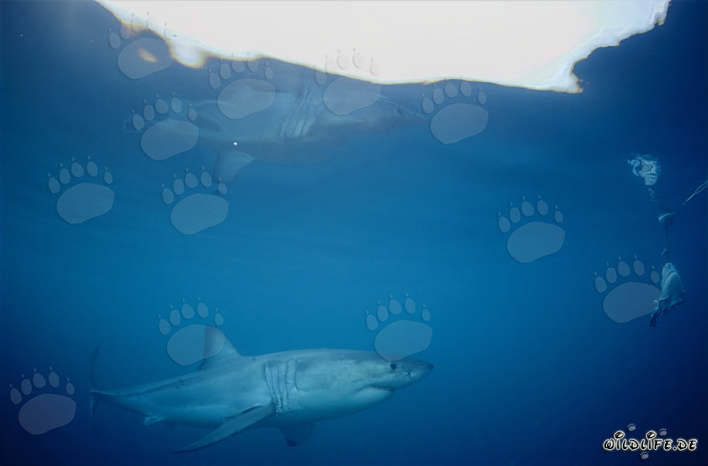 Großer Weißer Hai spiegelt sich an der Wasseroberfläche