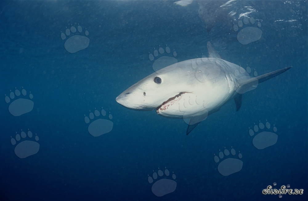 Giovane cucciolo di squalo bianco in cerca di cibo