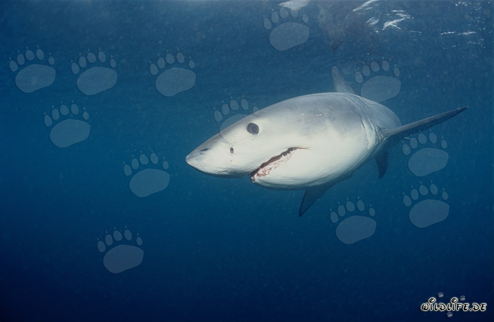 Jeune requin blanc à la recherche de nourriture