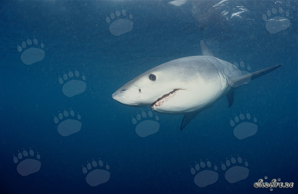 Joven tiburón blanco en busca de alimento