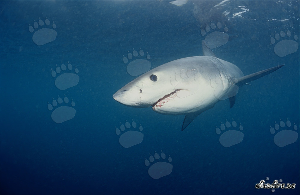 Junges Weißer Hai Kalb auf der Suche nach Nahrung