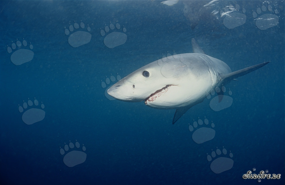 Young Great White Shark calf searching for food