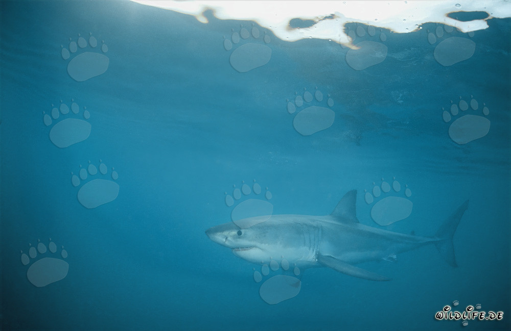 Fascinante Gran Tiburón Blanco en las aguas de Gansbaai