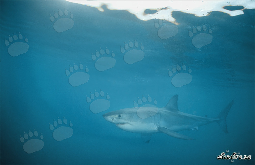 Fascinant Grand Requin Blanc dans les eaux de Gansbaai