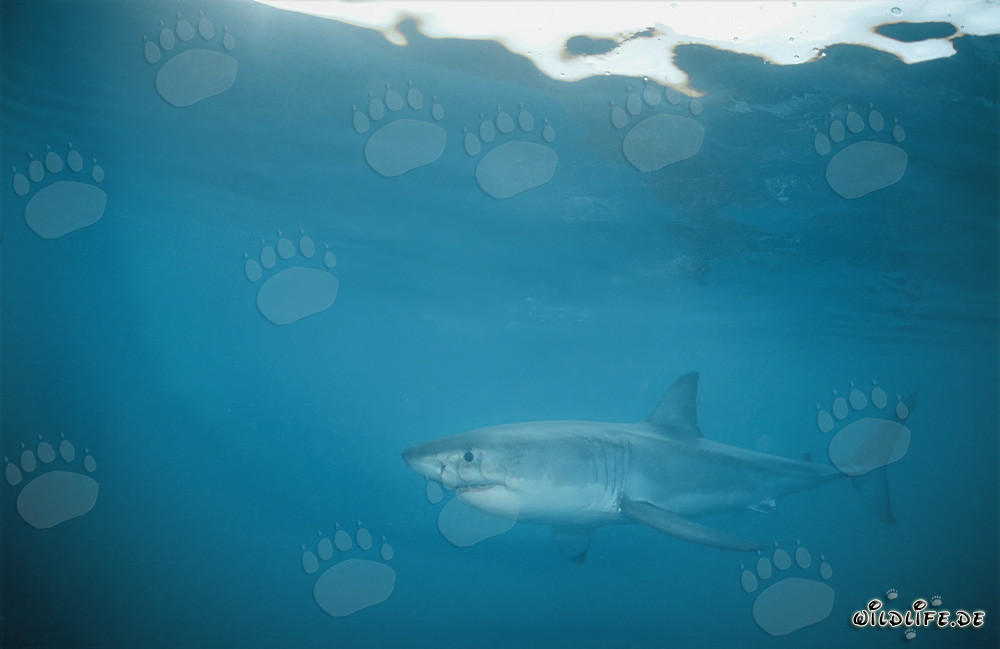 Affascinante Squalo Bianco nelle acque di Gansbaai