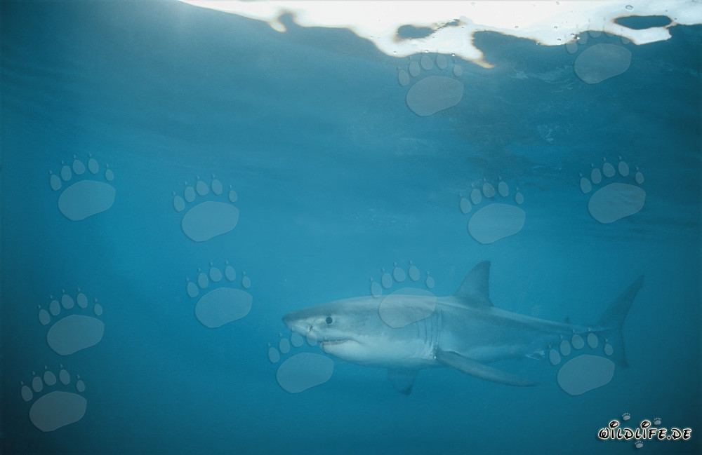 Faszinierender Weißer Hai in den Gewässern vor Gansbaai