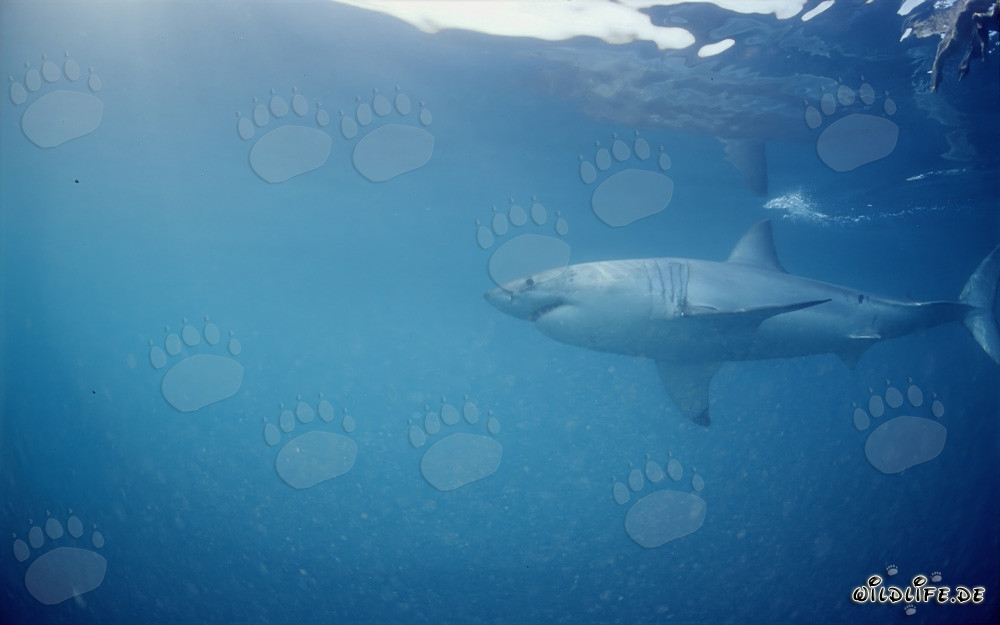 Grand requin blanc - Prédateur suprême dans la région des phoques au large de la côte sud-africaine