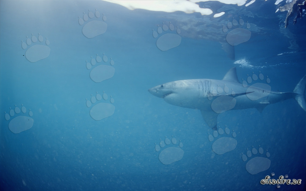 Great White Shark - Top Predator in the Seal Area off the Coast of South Africa