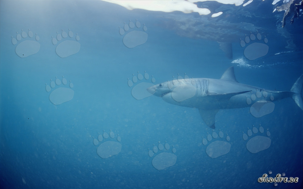 Tiburón blanco - Gran depredador en la zona de focas frente a la costa de Sudáfrica
