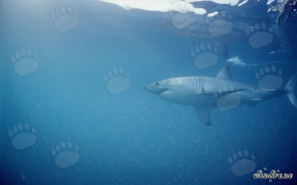 Weißer Hai - Topraeuber im Robbengebiet vor der Küste Südafrikas