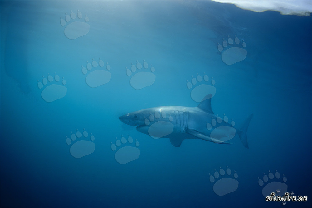 Great White Shark