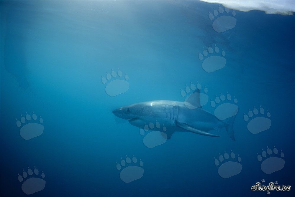 Requin blanc devant l'île de Dyer