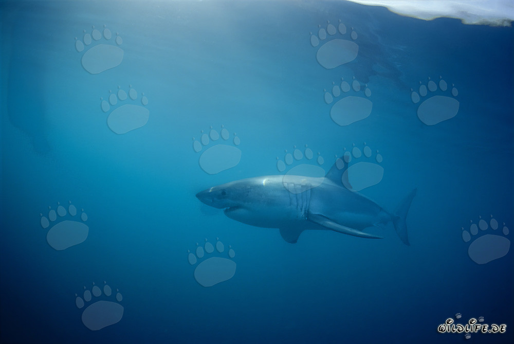 Tiburón blanco frente a la Isla de Dyer
