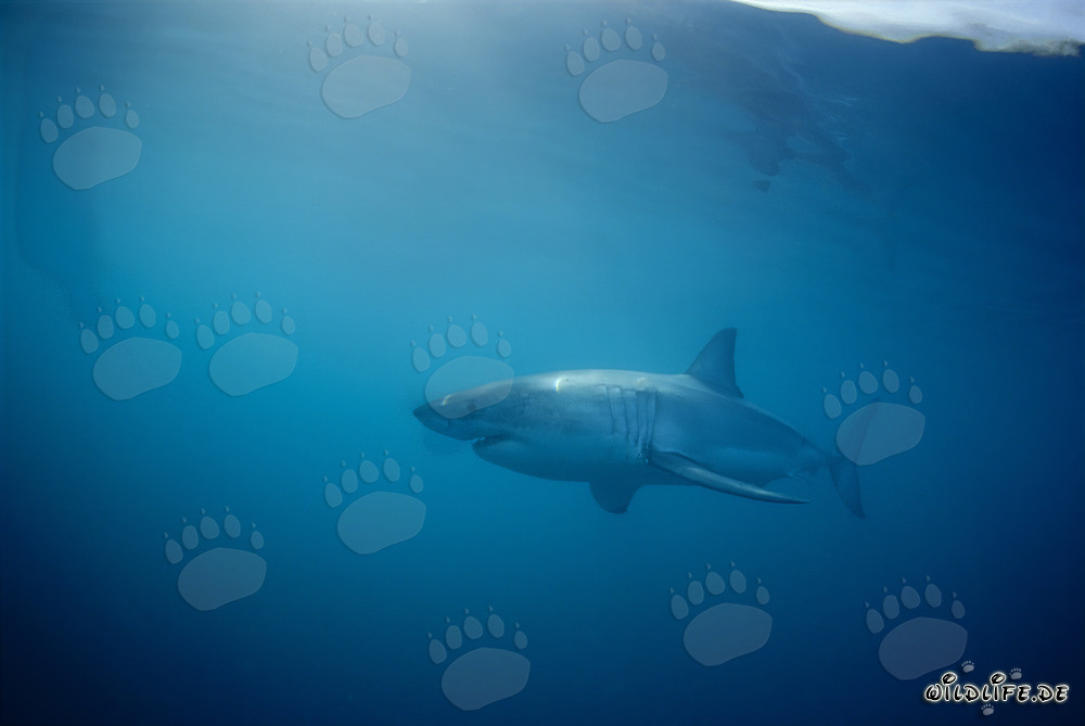 Weißer Hai vor Dyer Island
