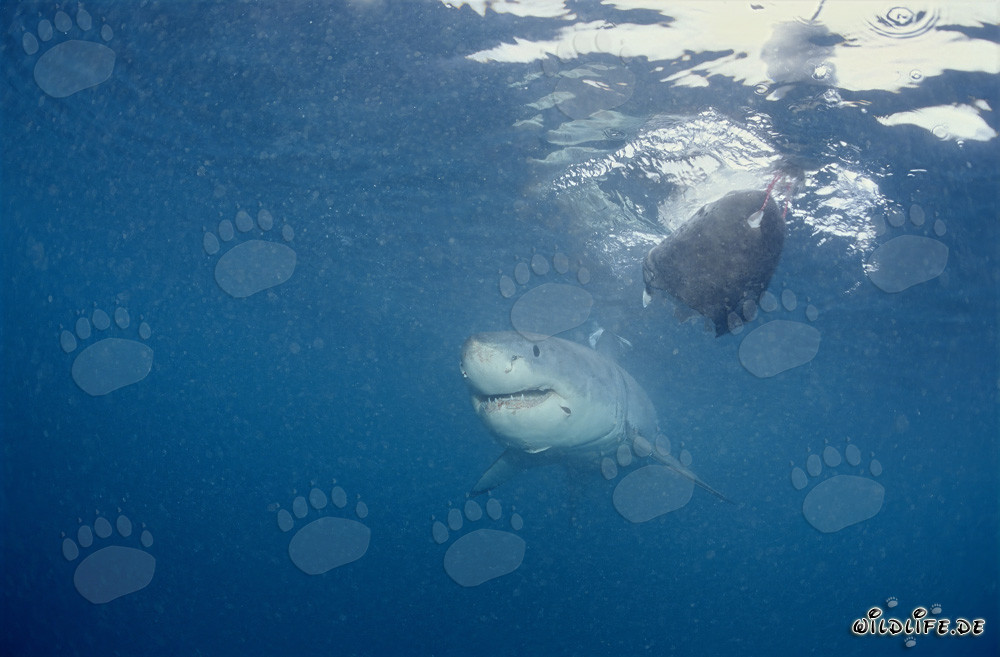 Baby Squalo Bianco al'esca per pesci