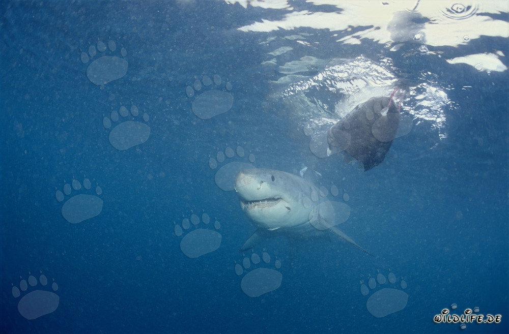 Bebé Tiburón Blanco en el Señuelo de Pescado