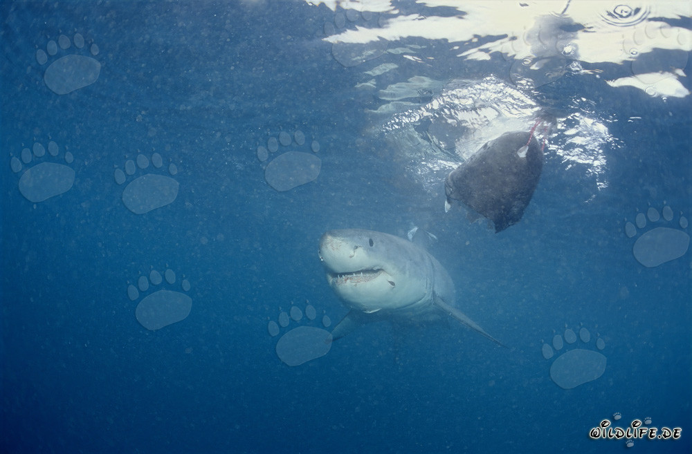 Jeune Requin Blanc près du Leurre de Poisson