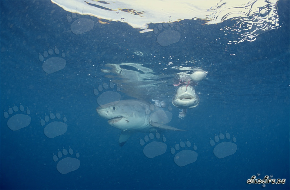 Le redoutable prédateur requin blanc et sa mauvaise réputation