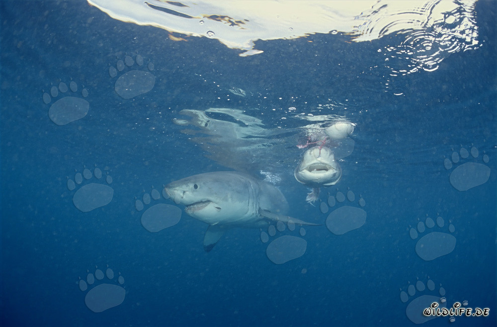 The feared predator Great White Shark and its bad reputation