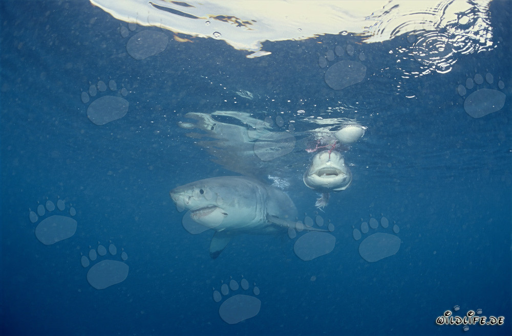 Il temuto predatore squalo bianco e la sua cattiva reputazione