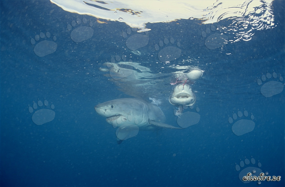 El temido depredador tiburón blanco y su mala reputación