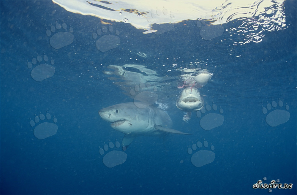 Der gefürchtete Raubfisch Weißer Hai und sein schlechter Ruf