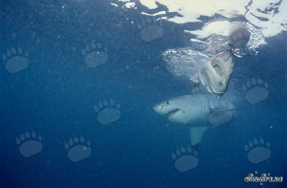 Gran Tiburón Blanco en Dyer Island, Sudáfrica