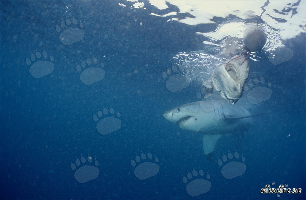 Grand Requin Blanc à Dyer Island, Afrique du Sud