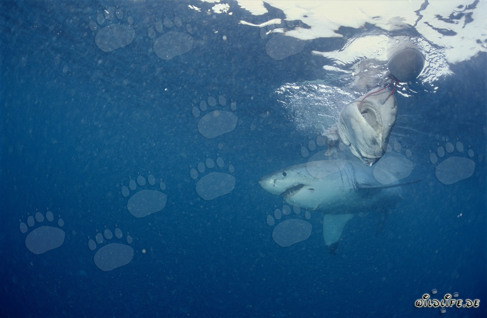 Grande Squalo Bianco a Dyer Island, Sudafrica