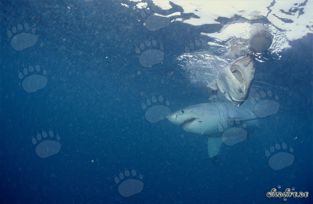 Great White Shark at Dyer Island, South Africa