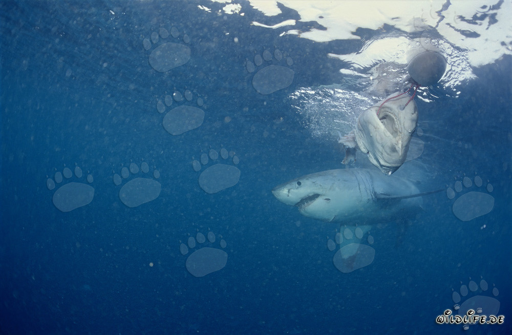 Großer Weißer Hai bei Dyer Island, Südafrika