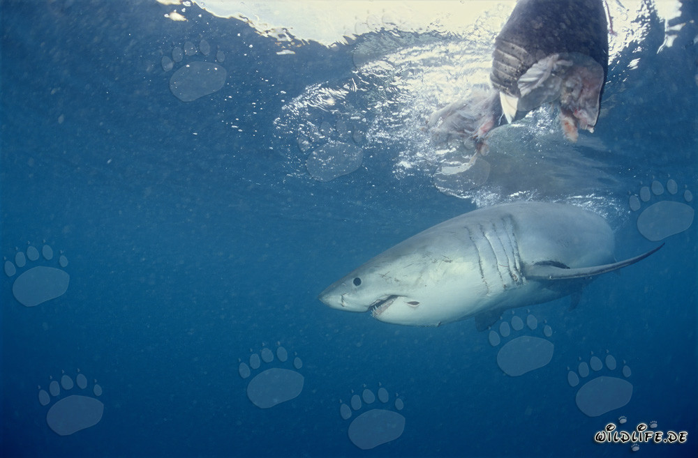 Gran tiburón blanco majestuoso bajo el cebo de pescado