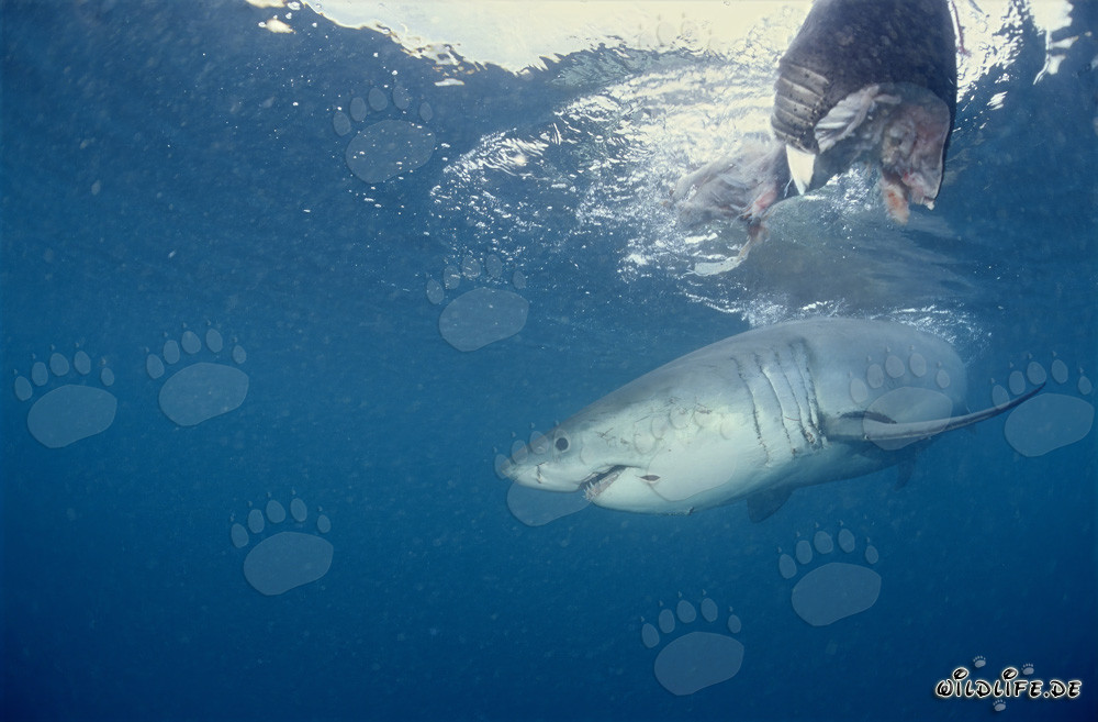 Grand requin blanc majestueux sous l'appât de poisson