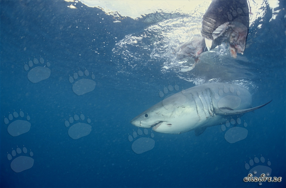 Maestoso squalo bianco sotto l'esca per pesci
