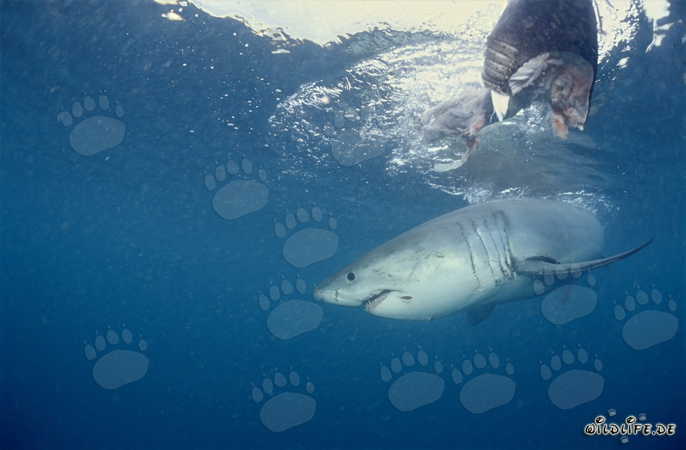 Majestätischer Weißer Hai unterhalb des Fischköders