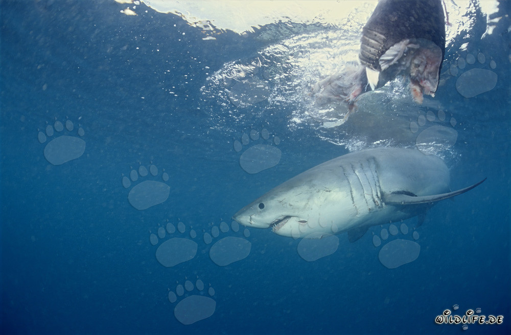 Majestic Great White Shark beneath the Fish Bait