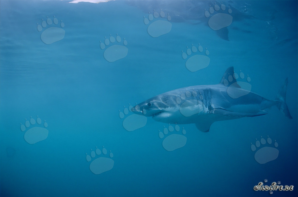 Affascinante Grande Squalo Bianco davanti all'Isola di Dyer in Sudafrica