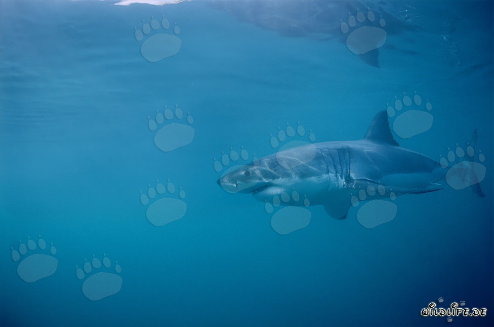 Fascinant Grand Requin Blanc devant l'île de Dyer en Afrique du Sud