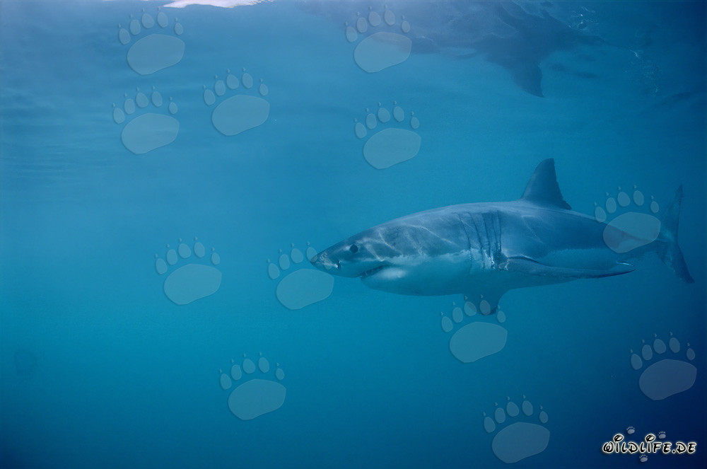 Fascinante Gran Tiburón Blanco frente a la Isla Dyer en Sudáfrica
