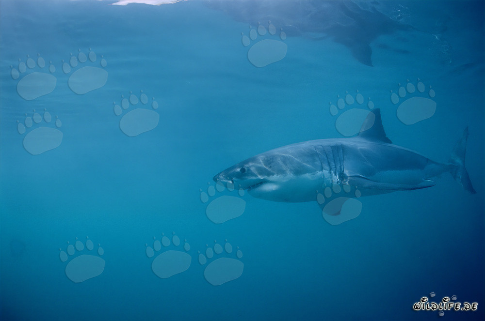 Fascinating Great White Shark near Dyer Island in South Africa
