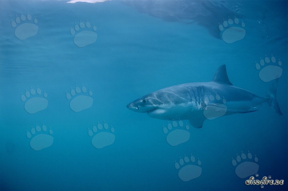 Faszinierender Weißer Hai vor Dyer Island in Südafrika