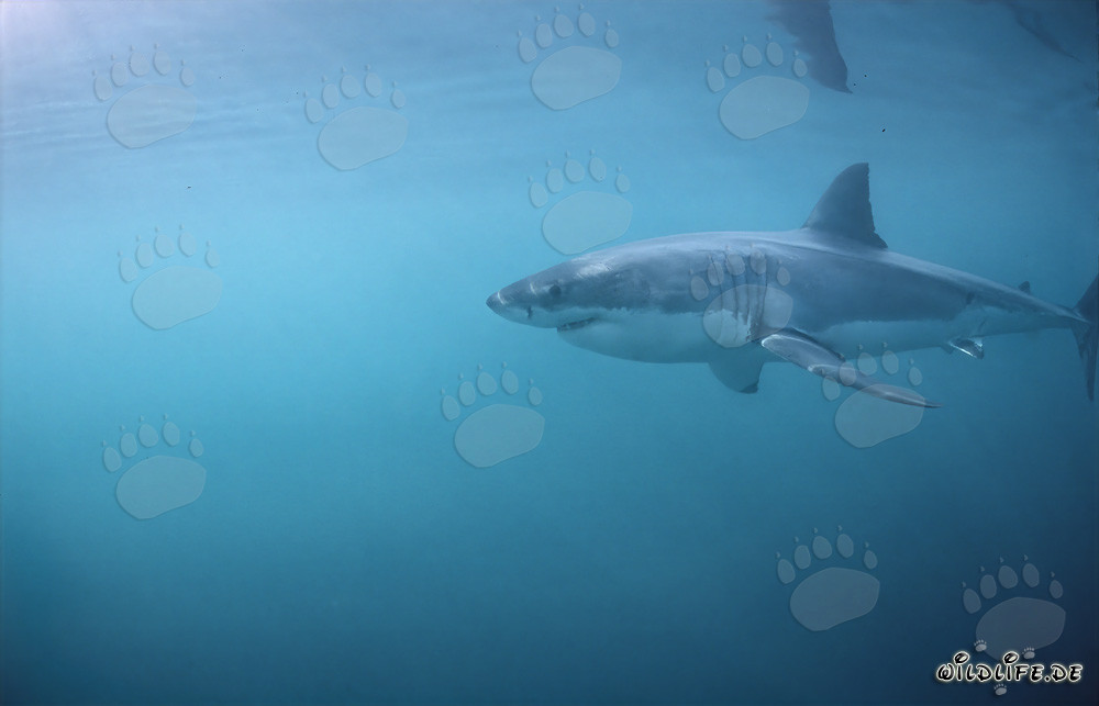 Majestic Great White Shark Hunting near Geyser Rock