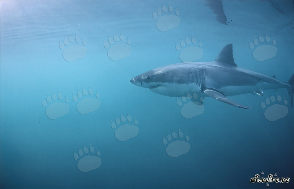 Majestoso squalo bianco in caccia davanti a Geyser Rock
